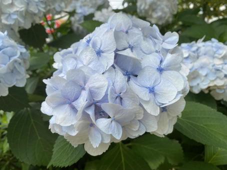 紫陽花 紫陽花の写真