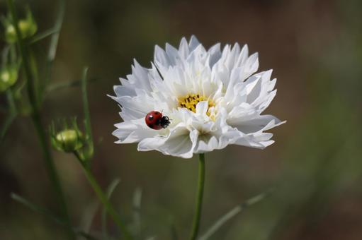 てんとう虫のとまる白いコスモスの花 てんとう虫,とまる,白いの写真素材