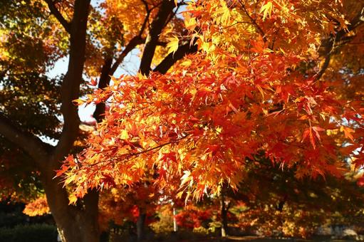 紅葉のもみじ 紅葉,落葉,秋晴れの写真素材