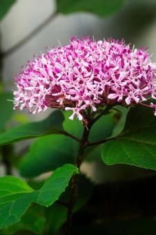 クサウツギの花 クサウツギの花の写真