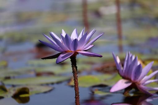 池で咲く紫色の睡蓮の花のアップ 池で咲く紫色の睡蓮の花のアップ 池,咲く,紫色の写真素材