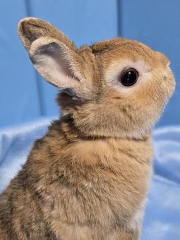 うさぎの横顔 うさぎの横顔 うさぎ,ウサギ,草食動物の写真素材