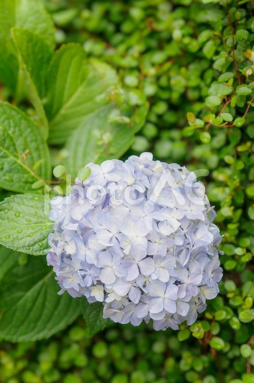 アジサイのイメージ 紫陽花,花,フラワーの写真素材