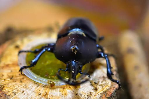 カブトムシ オス カブトムシ オスの写真