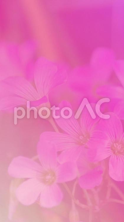 スマホ壁紙用背景素材　ムラサキカタバミⅢ 背景素材,スマートフォン壁紙,スマホ壁紙の写真素材