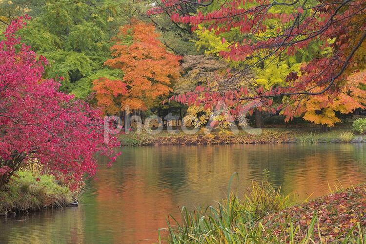 中島公園の素敵な紅葉の映り込み きれい,こうよう,つややかの写真素材