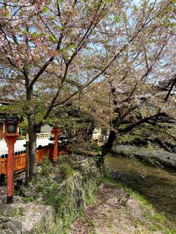 京都白川郷の桜 京都白川郷の桜の写真