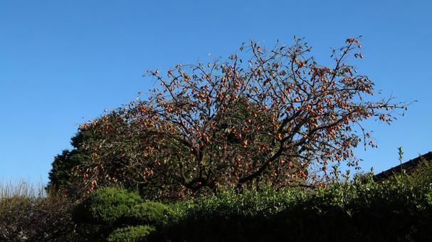 柿の木 柿,果実,木の写真素材