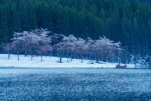 250423津南町中子の桜 250423津南町中子の桜の写真