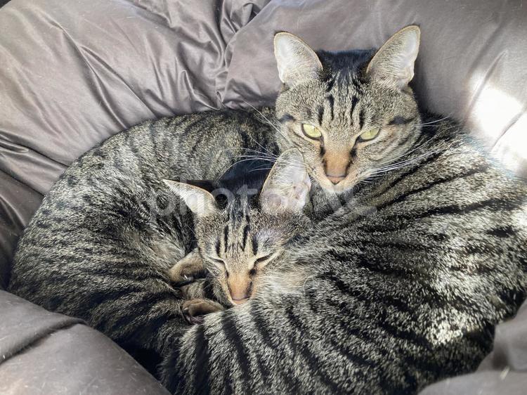 どっちがどっちでしょう？ ねこ,キジトラ,もふもふの写真素材