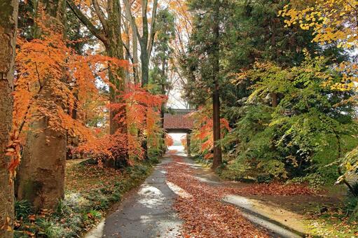筑西市の最勝寺参道と山門 最勝寺,最勝寺山門,紅葉の写真素材