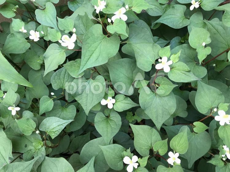 どくだみの花の群生 どくだみ,花,白の写真素材
