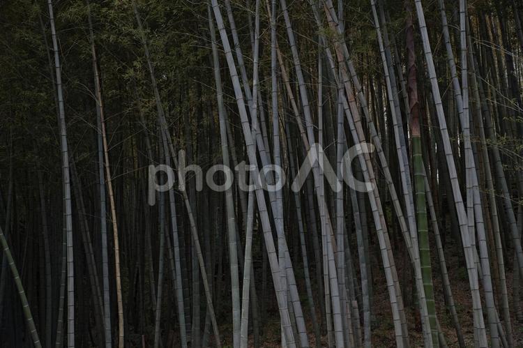 荒れた竹林 竹,風景,筍の写真素材