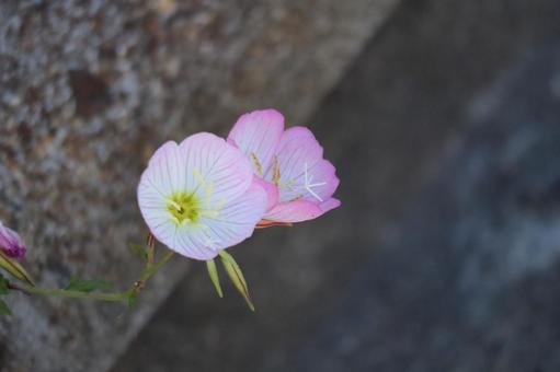 薄ピンクの花びらのツキミソウの花のアップ 薄ピンクの花びらのツキミソウの花のアップの写真