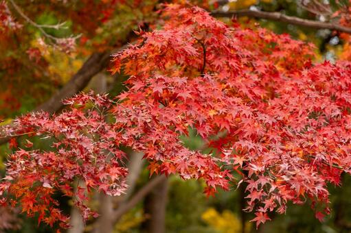 紅葉 紅葉,もみじ,秋の写真素材