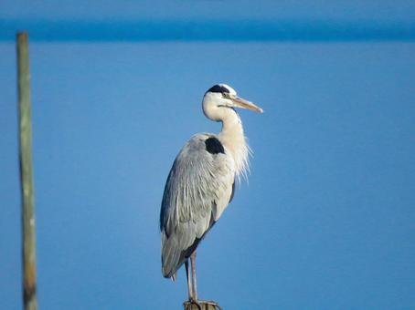 水辺に佇むアオサギ 水辺に佇むアオサギ アオサギ,野鳥,動物の写真素材