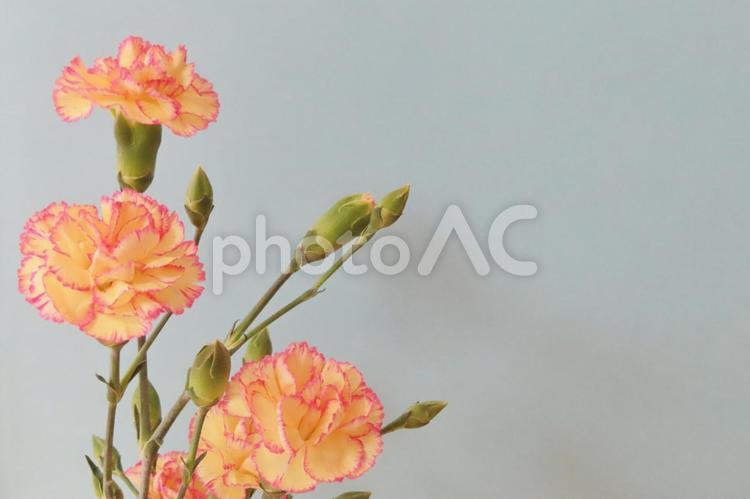 カーネーション　母の日メッセージカード 花,春,植物の写真素材