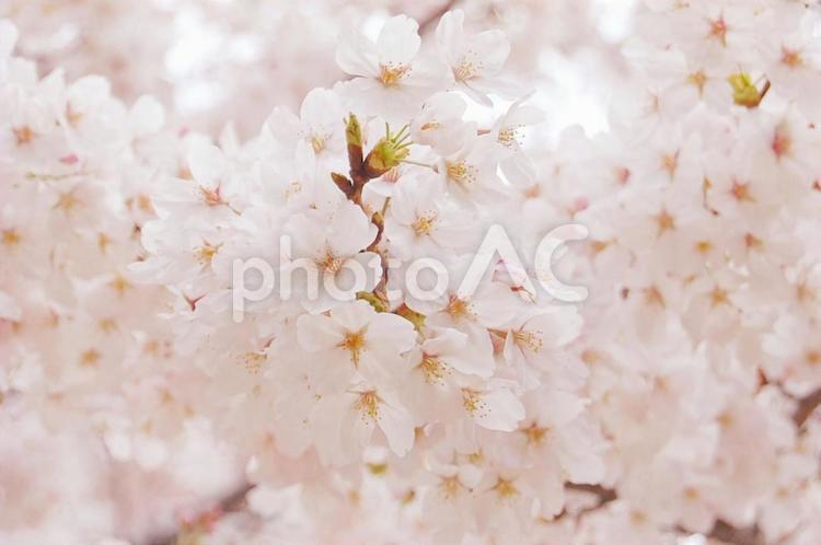 ふんわりピンクの満開の桜 桜,春,さくらの写真素材