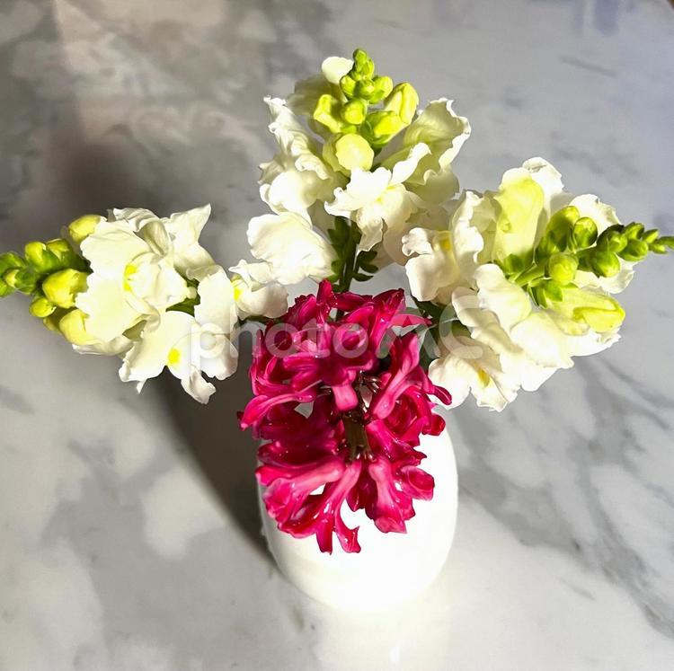 キンギョソウとヒヤシンス 花,花瓶,フラワーベースの写真素材