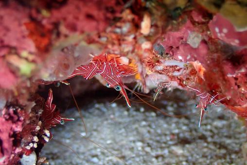 沖縄・石垣島 サラサエビ 沖縄・石垣島 サラサエビの写真