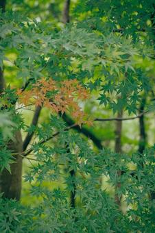 紅葉 紅葉 もみじ,椛,植物の写真素材