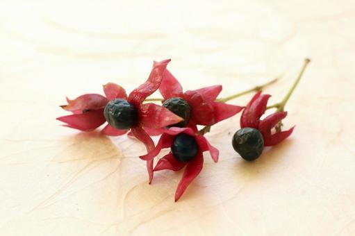 クサギ クサギ,実,秋の写真素材