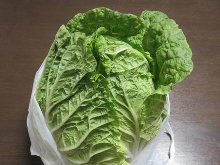 白菜 白菜,ひと玉,野菜の写真素材