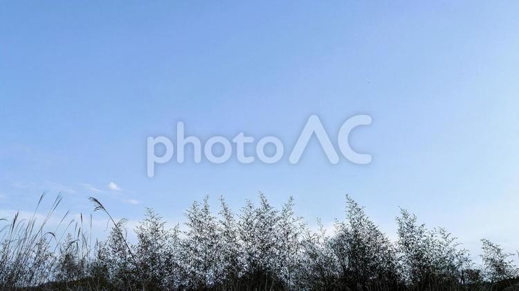 草原と青空の風景 草原,青い空,白い雲の写真素材