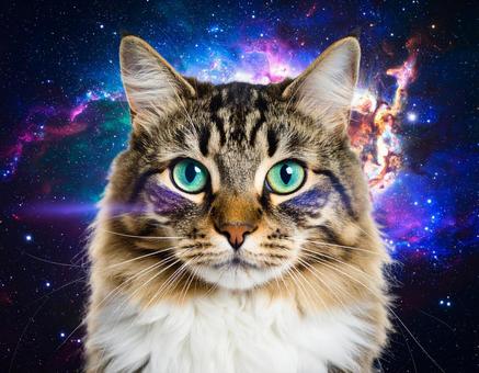 宇宙と猫 宇宙と猫の写真