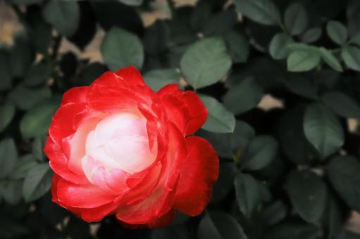 赤と白の可愛いバラの花 ばら,バラ,薔薇の写真素材