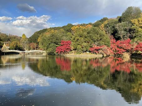 薬師池公園 秋2 薬師池公園 秋2 もみじ,公園,赤の写真素材