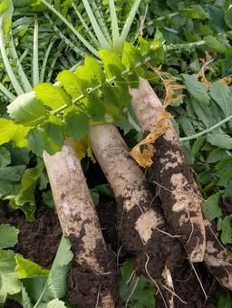 大根収穫 大根,収穫,土の写真素材