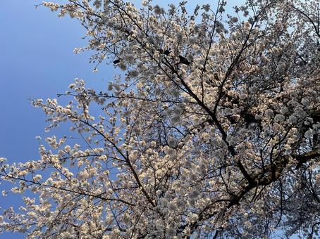 桜の空 桜の空の写真