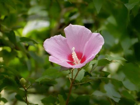 【花の写真】ムクゲの花 【花の写真】ムクゲの花の写真