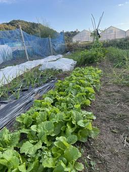 田舎の風景 秋,空,緑の写真素材