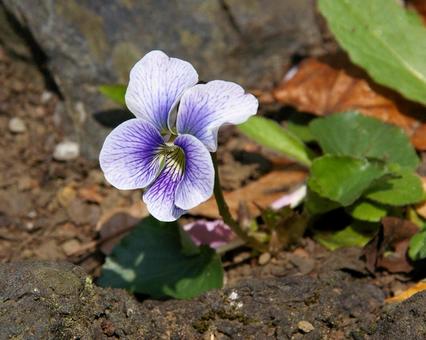 アメリカスミレサイシン プリセアナ アメリカスミレサイシン,プリセアナ,亜米利加菫細辛の写真素材