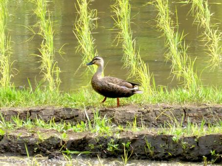 田植えを終えた水田をてくてく歩くカルガモ 田植えを終えた水田をてくてく歩くカルガモ カルガモ,鳥,鳥類の写真素材
