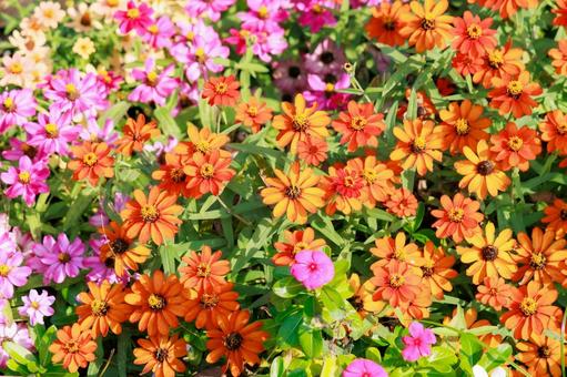 色彩の花畑 ジニア,百日草,花壇の写真素材