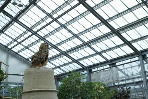 花鳥園　8 鳥,生き物,生物の写真素材