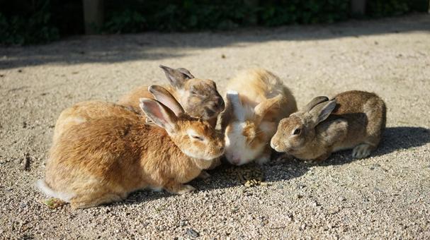Photo, rabbit, okunoshima, gathering, 