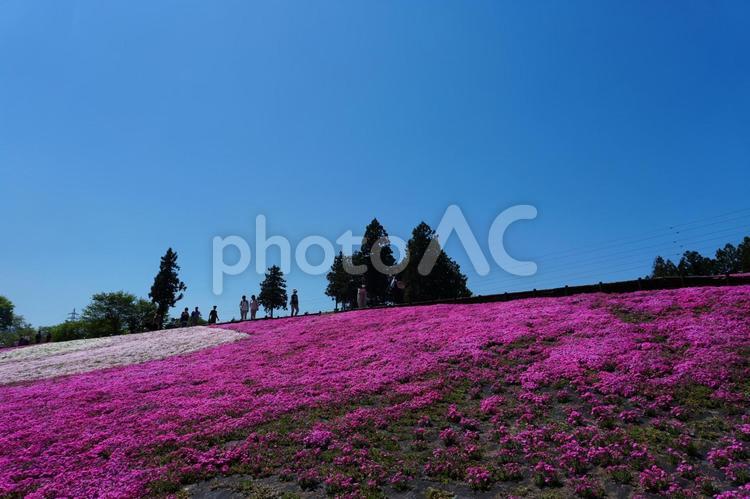 羊山公園の芝桜　晴天 芝桜,公園,花畑の写真素材