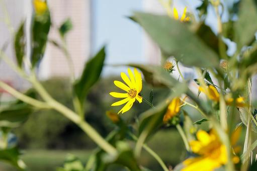 都会の陽光 都会の陽光 黄色い花,キク科,花弁の写真素材