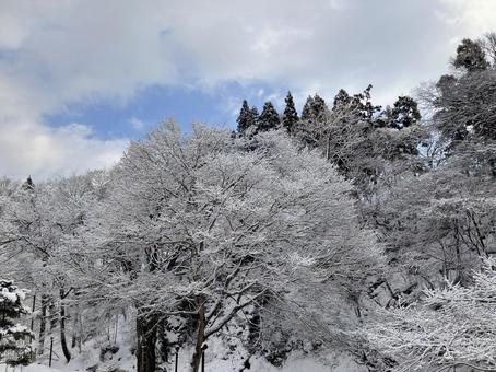 雪の森 雪の森の写真