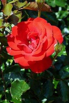 荒牧バラ園708　レベル 兵庫県,荒牧バラ園,バラの写真素材