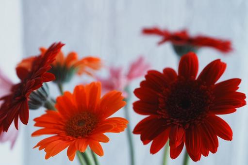 Red and orange gerbera, JPG Red and orange gerbera, JPG