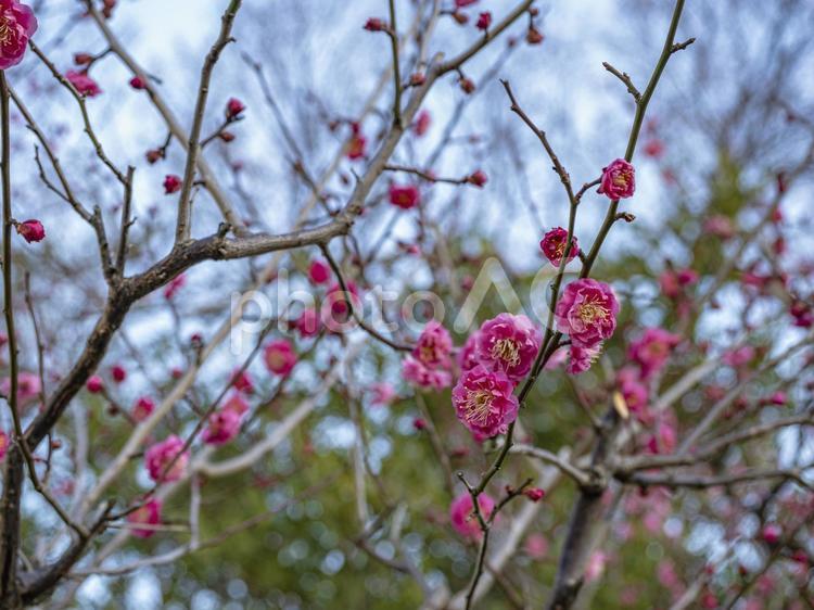ピンク色の梅が咲き始める梅林 梅林,花,ピンクの写真素材