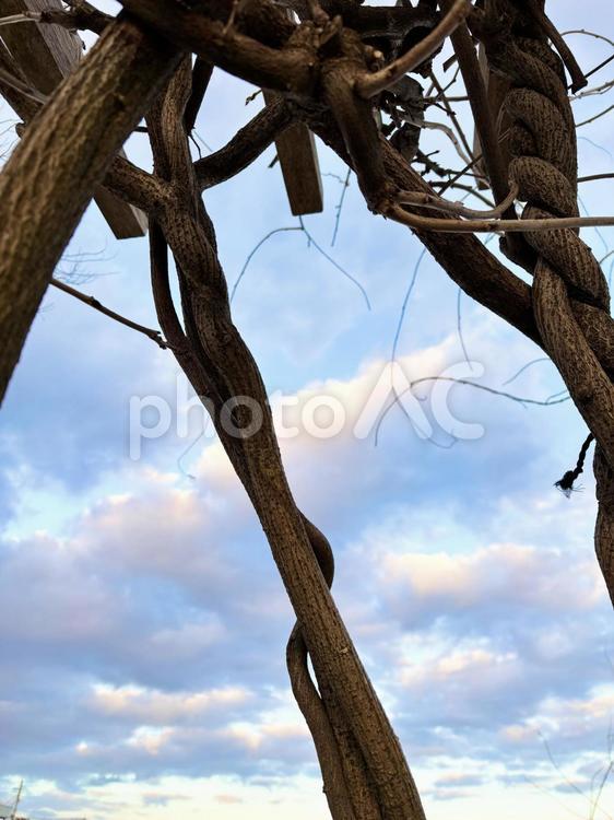 公園のベンチから空を見上げて 樹木,くも,公園の写真素材
