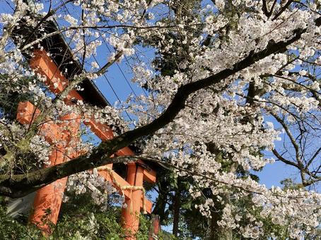 宇治神社と桜 宇治,桜,春の写真素材