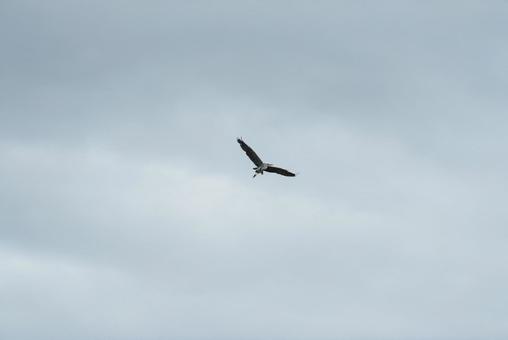 大空を優雅に舞うアオサギ 大空を優雅に舞うアオサギの写真
