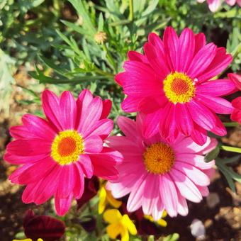 デイジーの花19 デイジーの花19 デイジー,ピンク,ひなぎくの写真素材